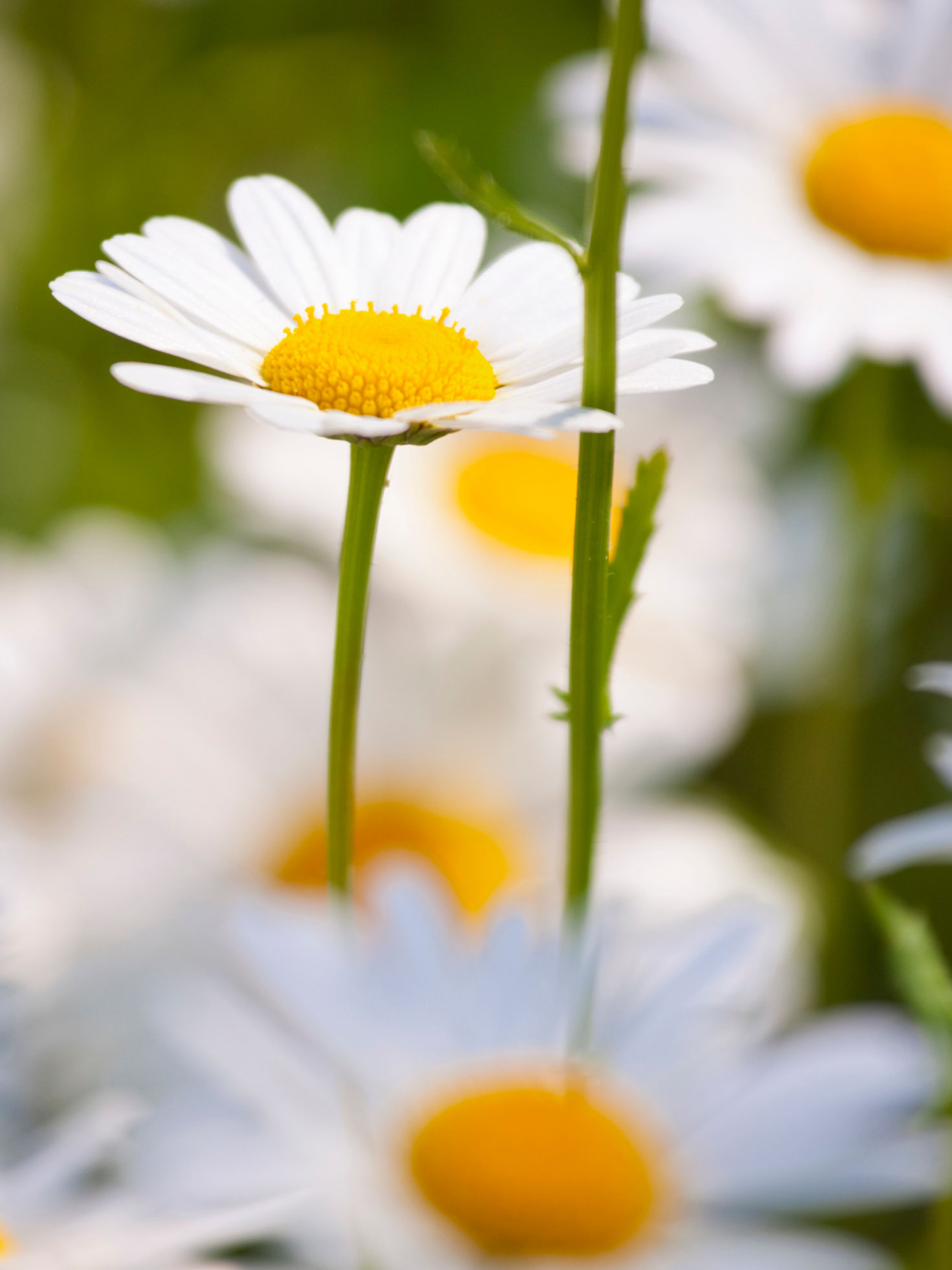 Leichtigkeit & Innere Balance - Bowen