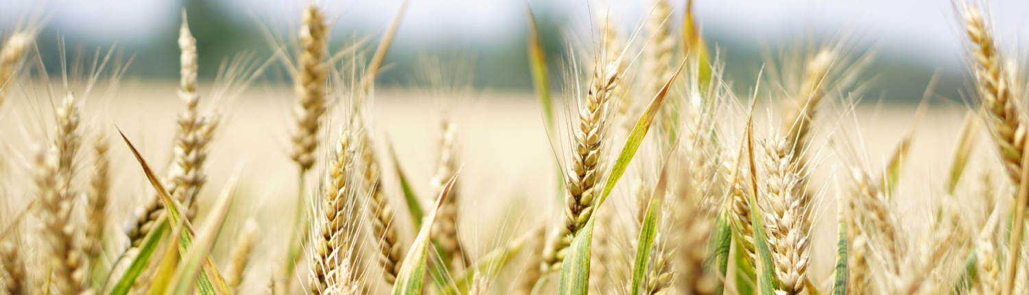 Energetische Arbeit - Leichtigkeit und Leben in Balance